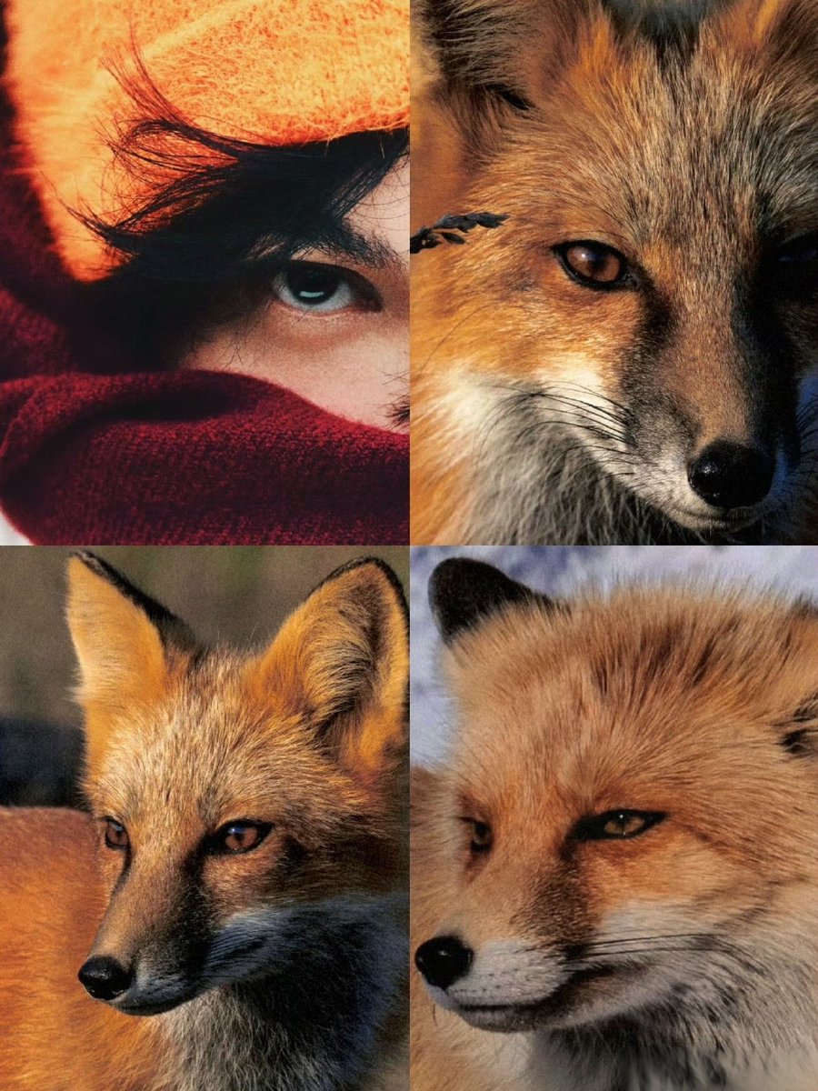 RangerBuff7fji's tweet photo. When sycophants thrive, the cunning fox fears the honest heart’s unyielding gaze. https://t.co/dGZlCnTIai