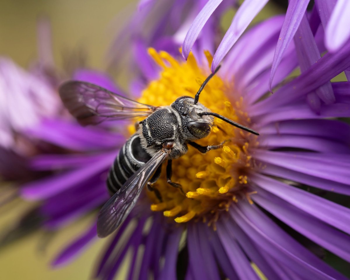 TheHolyHabibee's tweet photo. Bee of the day #342 is an armoured resin bee, Heriades sp.. the "armoured" term does not refer to spikes or an extra thick exoskeelton, rather the vernacular in the way the bees' cuticle is heavily dimpled 

Zoom in on the thorax and see the "integument", the outer body wall layer which is (microscopically)_ covered in dense & deep pits that produce this armoured texture

Heriades are part of the leafcutter bee family, and instead of leaves, they use resins to construct their brood cells and nest closures. They still nest in per-existing cavities  and carry pollen on the underside of their abdomens using scopal hairs

📷Vermont Pollinator Photography, Vermont (duh)
