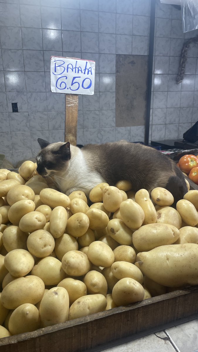 tavimdo's tweet photo. fui fazer compras na feira e vi esse gatinho nas batatas doido pra ir pra panela que fofinho https://t.co/SbL5I5glUN