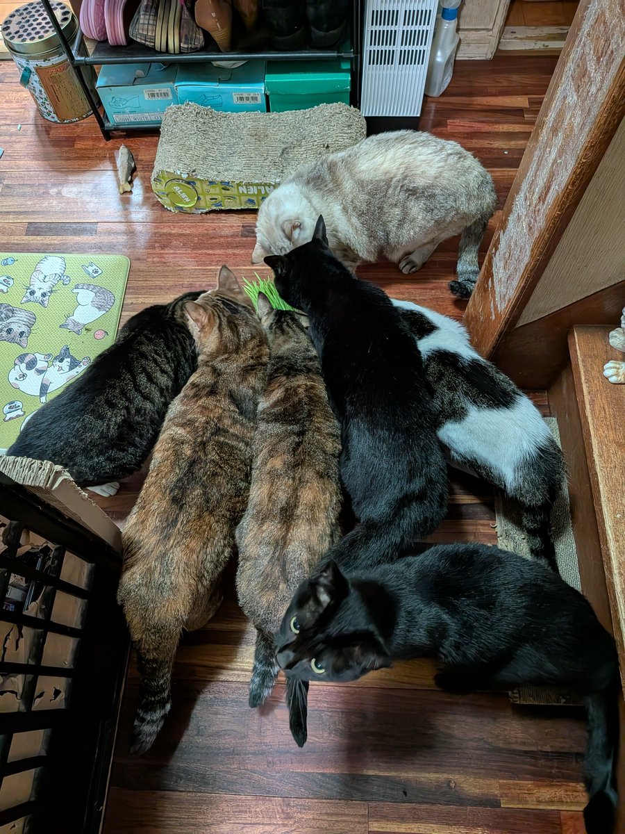 milkmomo's tweet photo. 久々に群がるサラダバー市場！猫草なかなか育たないからホームセンターで買ってきた。凄いよね。群がり方が！ https://t.co/BhGspwQC2F