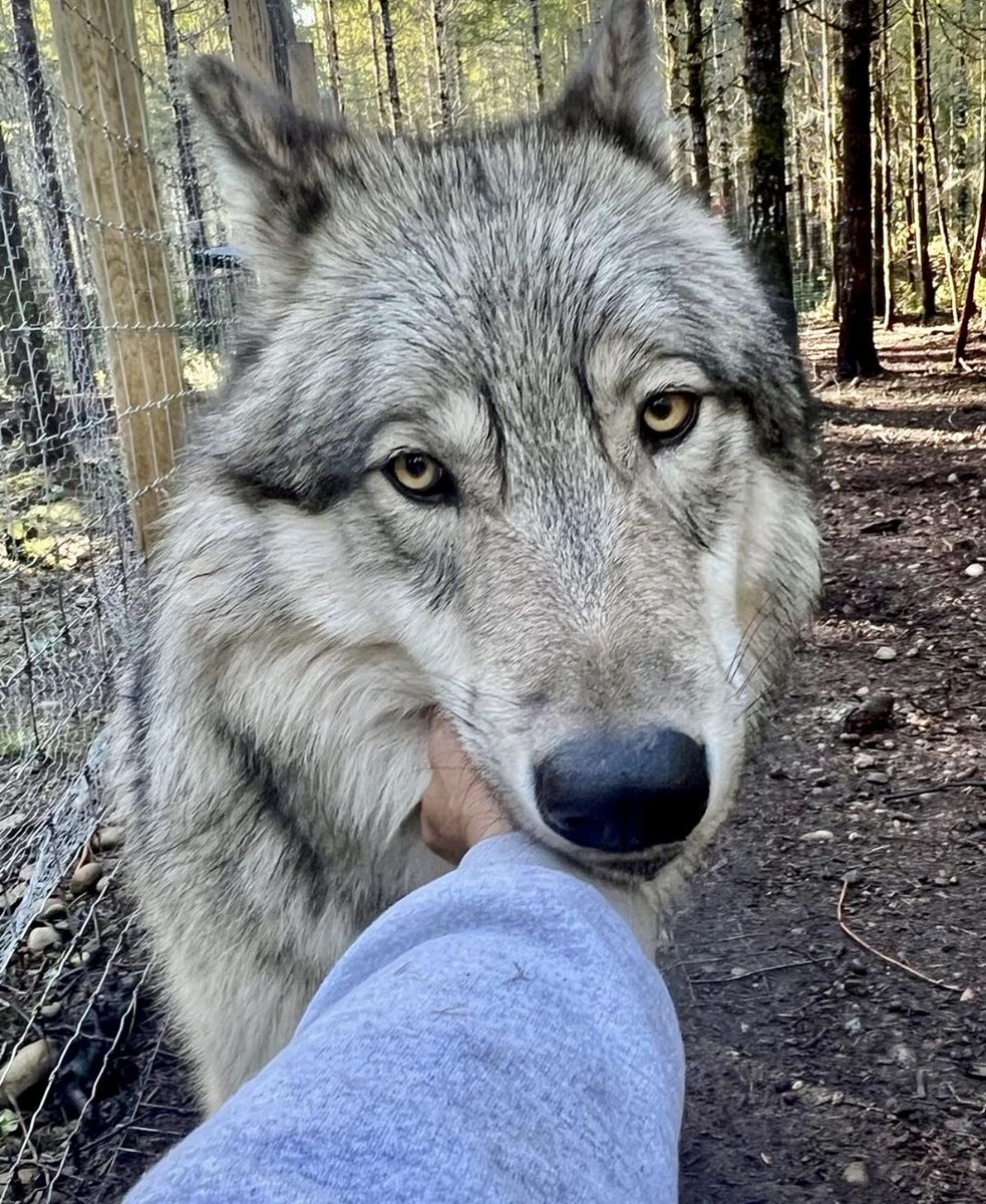 mingihiko's tweet photo. My beautiful wolf pup https://t.co/oEPyI3C40y
