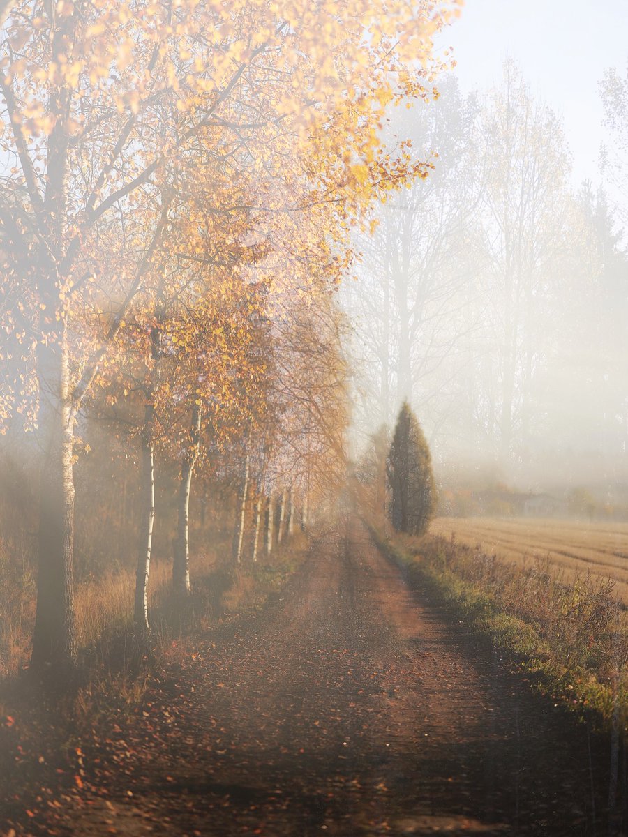 _monica_as's tweet photo. O hushed October morning mild,
Begin the hours of this day slow,
Make the day seem to us less brief.
Hearts not averse to being beguiled,
Beguile us in the way you know.

~ Robert Frost, “October”
·

Autumn stroll, Finland by Anna Hilja https://t.co/OSajGFw1TF