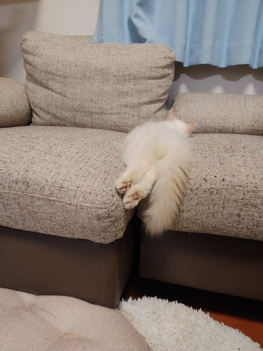 can_mamachan's tweet photo. 最近我が家にお迎えしたばかりの子猫がやたらとくつろいでいる https://t.co/A2HBVTWVtw