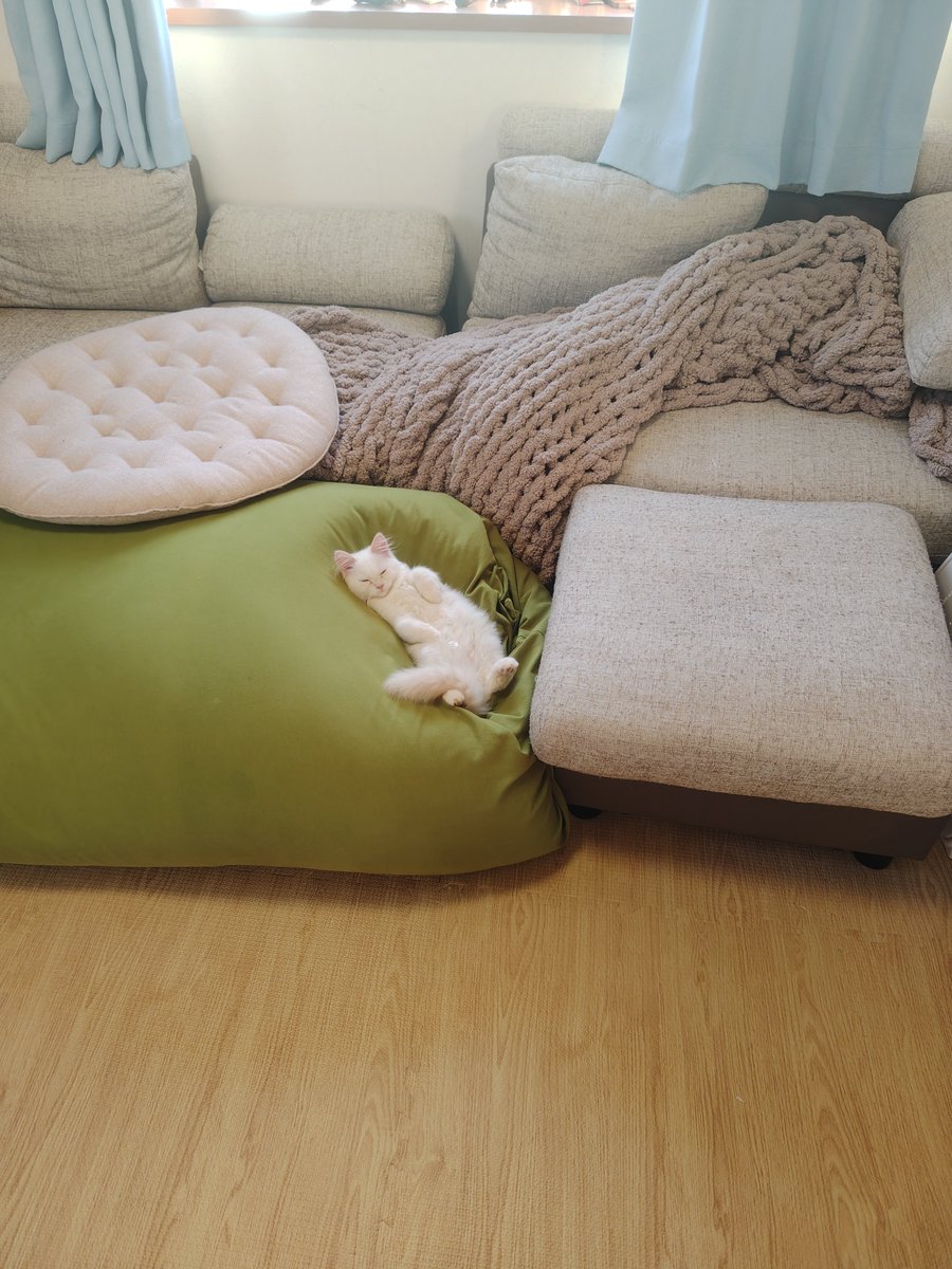 can_mamachan's tweet photo. 最近我が家にお迎えしたばかりの子猫がやたらとくつろいでいる https://t.co/A2HBVTWVtw