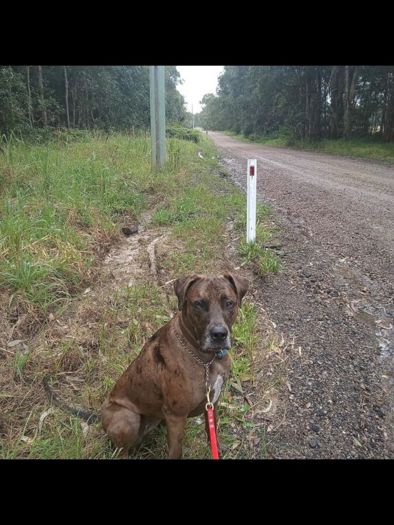 PiercyXander's tweet photo. Worked with this one at the national canine academy, Sunshine Coast QLD https://t.co/cmzEvfcIGH