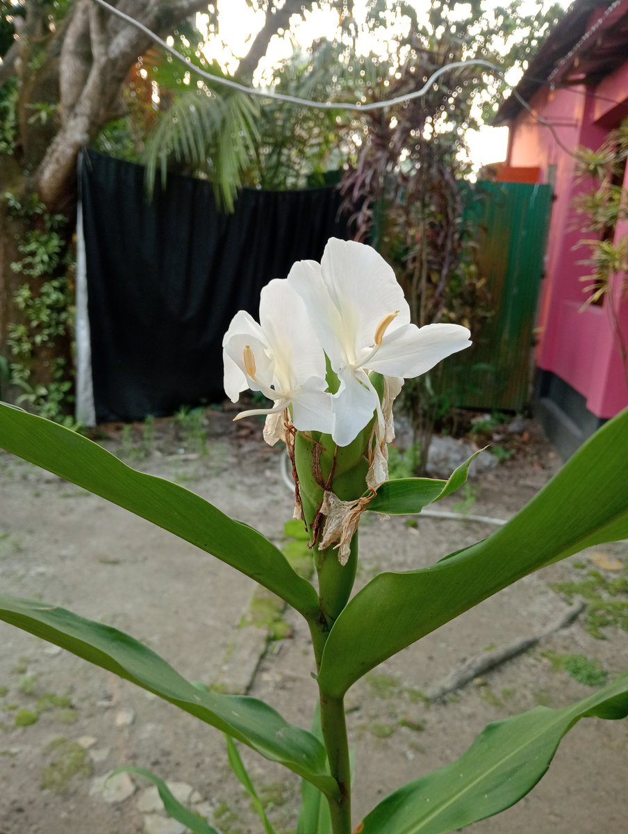 NusratArfah's tweet photo. #HappyFriday 
Darling #Prabhas🧡

i am so happy because my another flower tree has new flower bud &amp; flower will be bloom.
#FlowerLover #DolonChapa
#Prabhas #Mirchi
@PrabhasRaju ❤ https://t.co/HDENM1zpUR