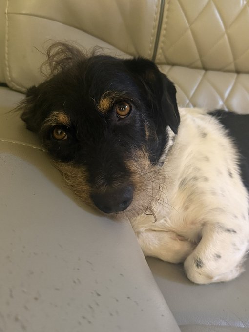 A scruffy black and white dog with soulful brown eyes rests his head on a speckled car seat, looking up at the camera in a sweet, relaxed pose. The affectionate moment captures the cherished bond celebrated in "Love my boy Banks."