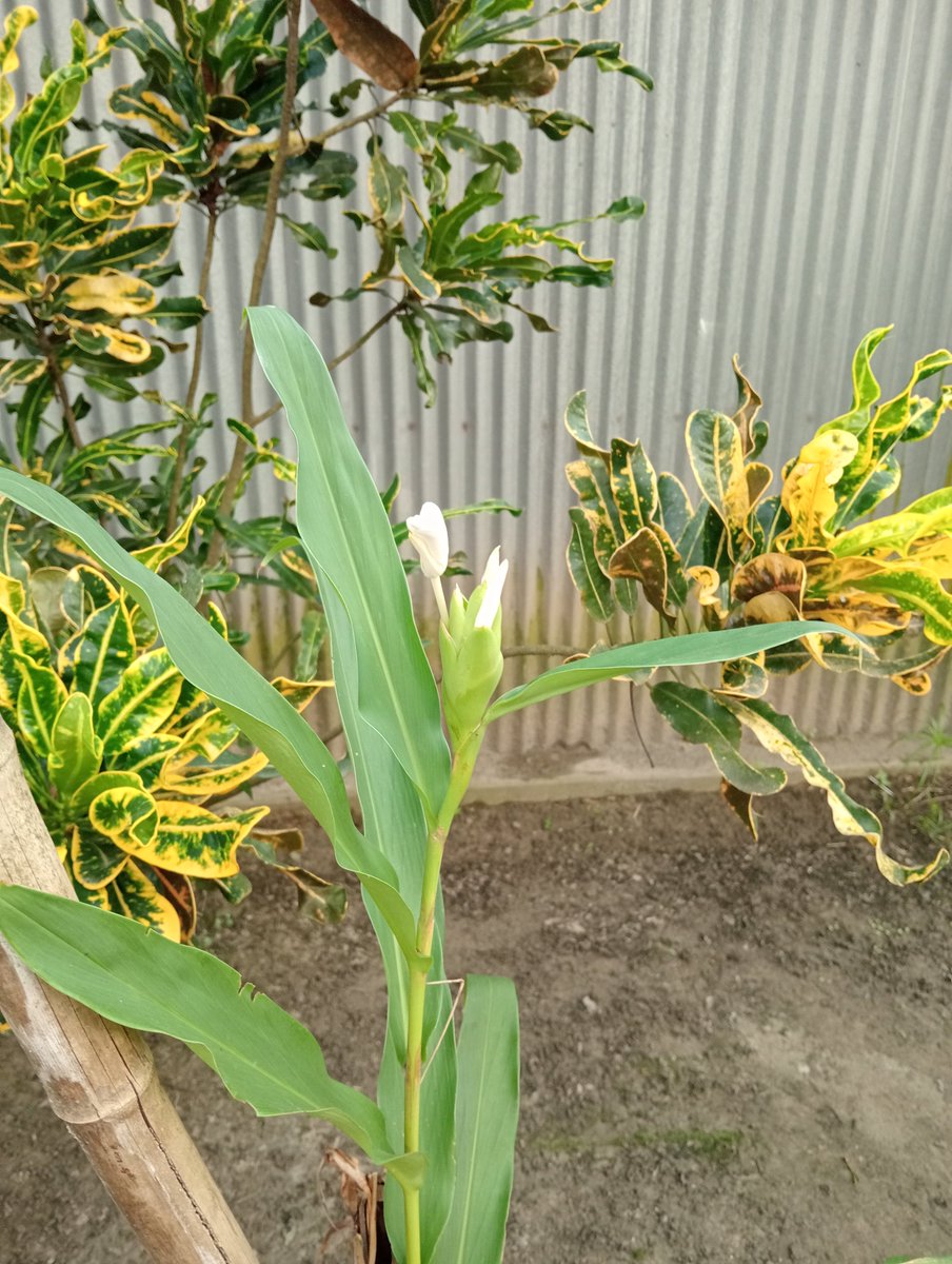 NusratArfah's tweet photo. #HappyFriday 
Darling #Prabhas🧡

i am so happy because my another flower tree has new flower bud &amp; flower will be bloom.
#FlowerLover #DolonChapa
#Prabhas #Mirchi
@PrabhasRaju ❤ https://t.co/HDENM1zpUR