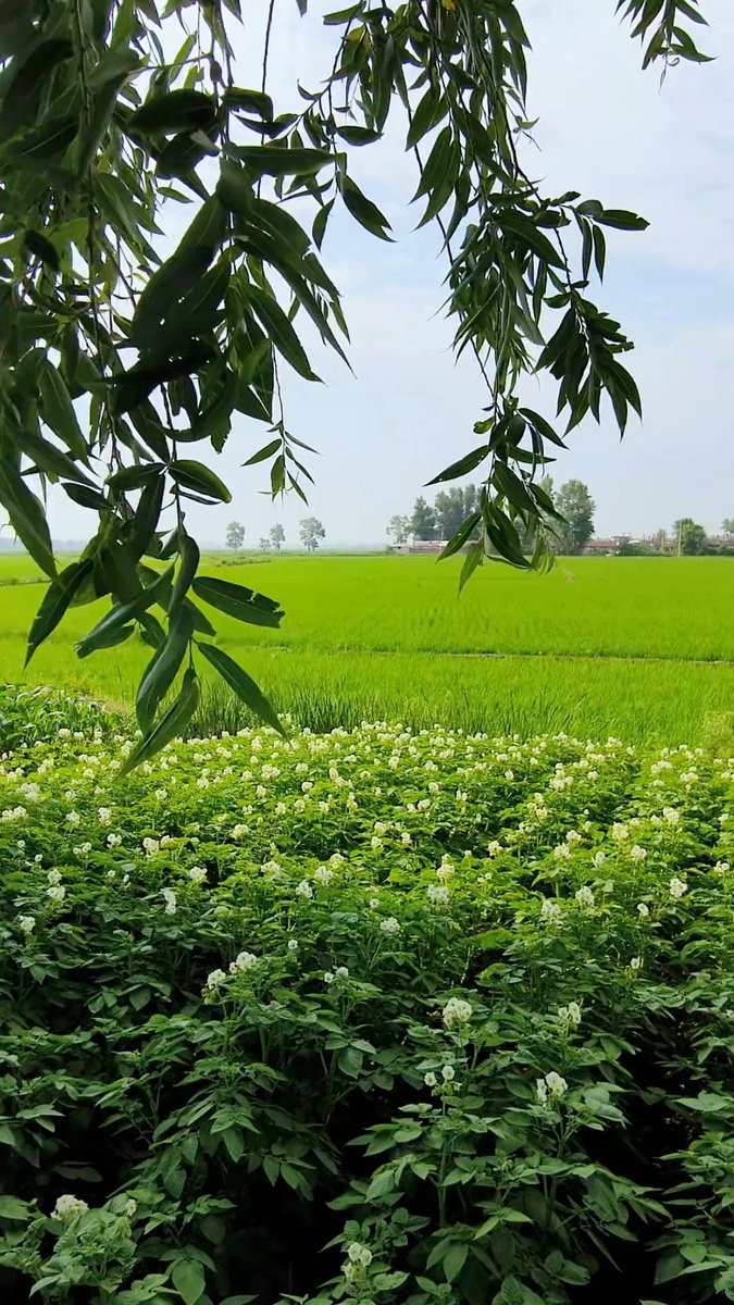 VividFableosrh's tweet photo. [The fields of Jiaxu Tun are lush with golden crops, a sight that warms every farmer's heart.]， https://t.co/93tOfb8HFy