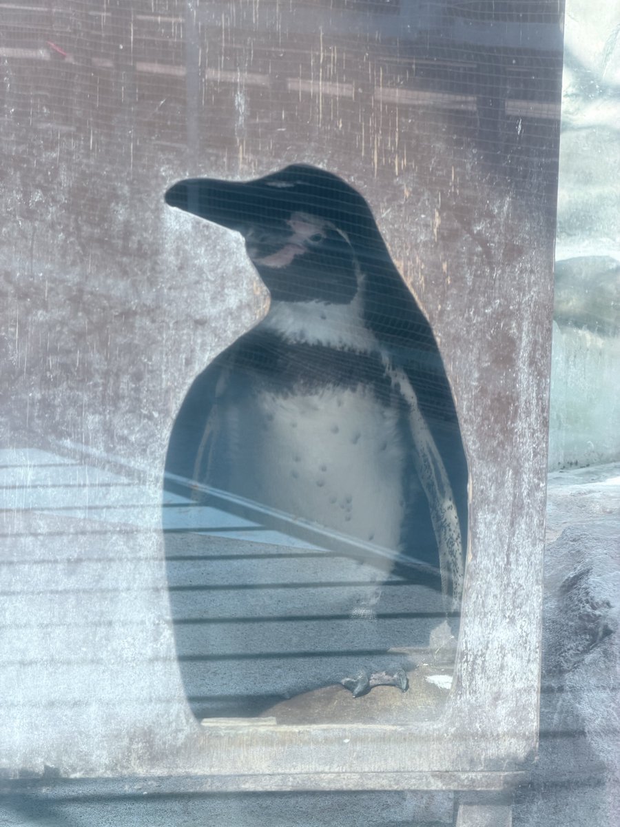 uni__note's tweet photo. ⬆️iPhoneで戦う8倍にすればなんとかなると思ってる人
#鳥羽水族館 https://t.co/yfqVnzNcmu