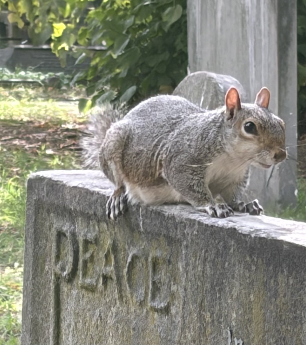 BromptonBunch's tweet photo. Peace perfect peace #SquirrelScrolling https://t.co/pjSeczgpf5