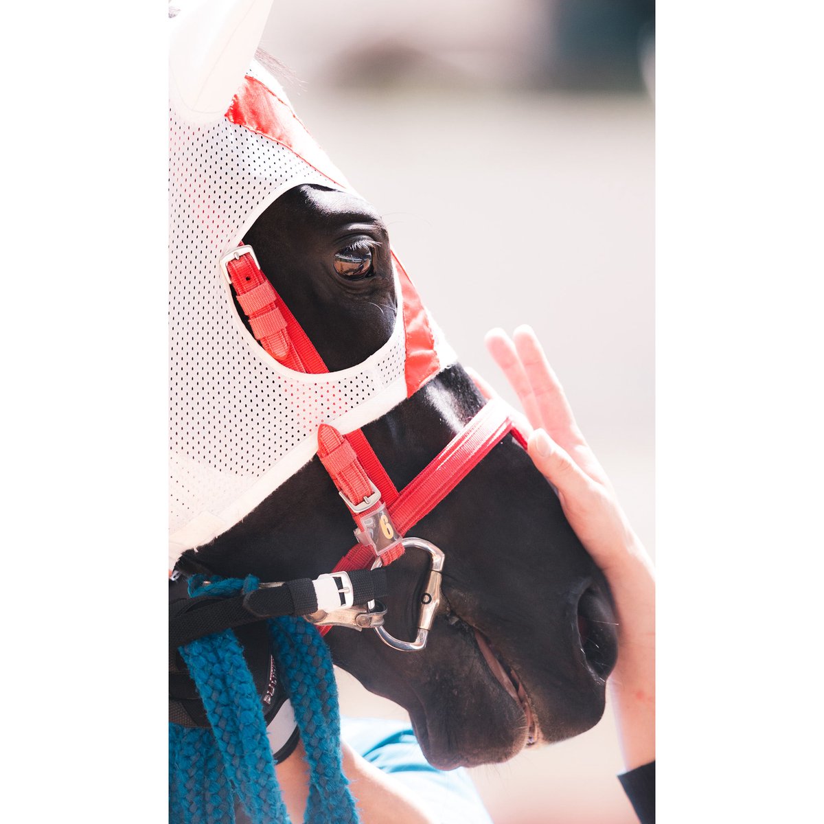 stay_h_p's tweet photo. たくさんありがとう。
これからは、少し遠くから。

#ヨカヨカ
#ヨカオウ
#推し馬 https://t.co/MF8d0H8QzB