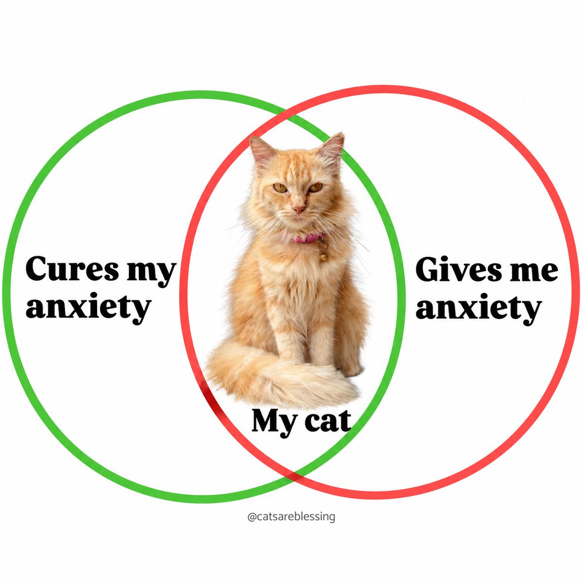 catsareblessing's tweet photo. https://t.co/imcSv5vgwA
