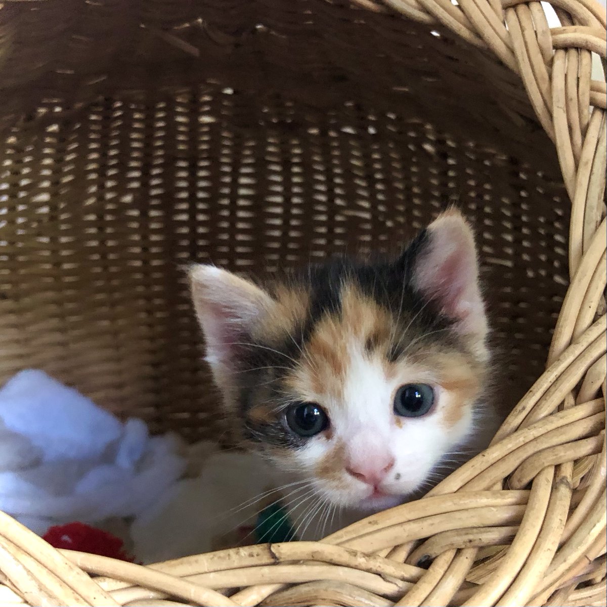 Ultimate_Canine's tweet photo. One of the greatest artists of all time, Leonardo da Vinci, celebrated the inherently grand nature of cats he commented:

“The smallest feline is a masterpiece.”

If your cat was a piece of art, what would it be? https://t.co/lnZsnjx94h