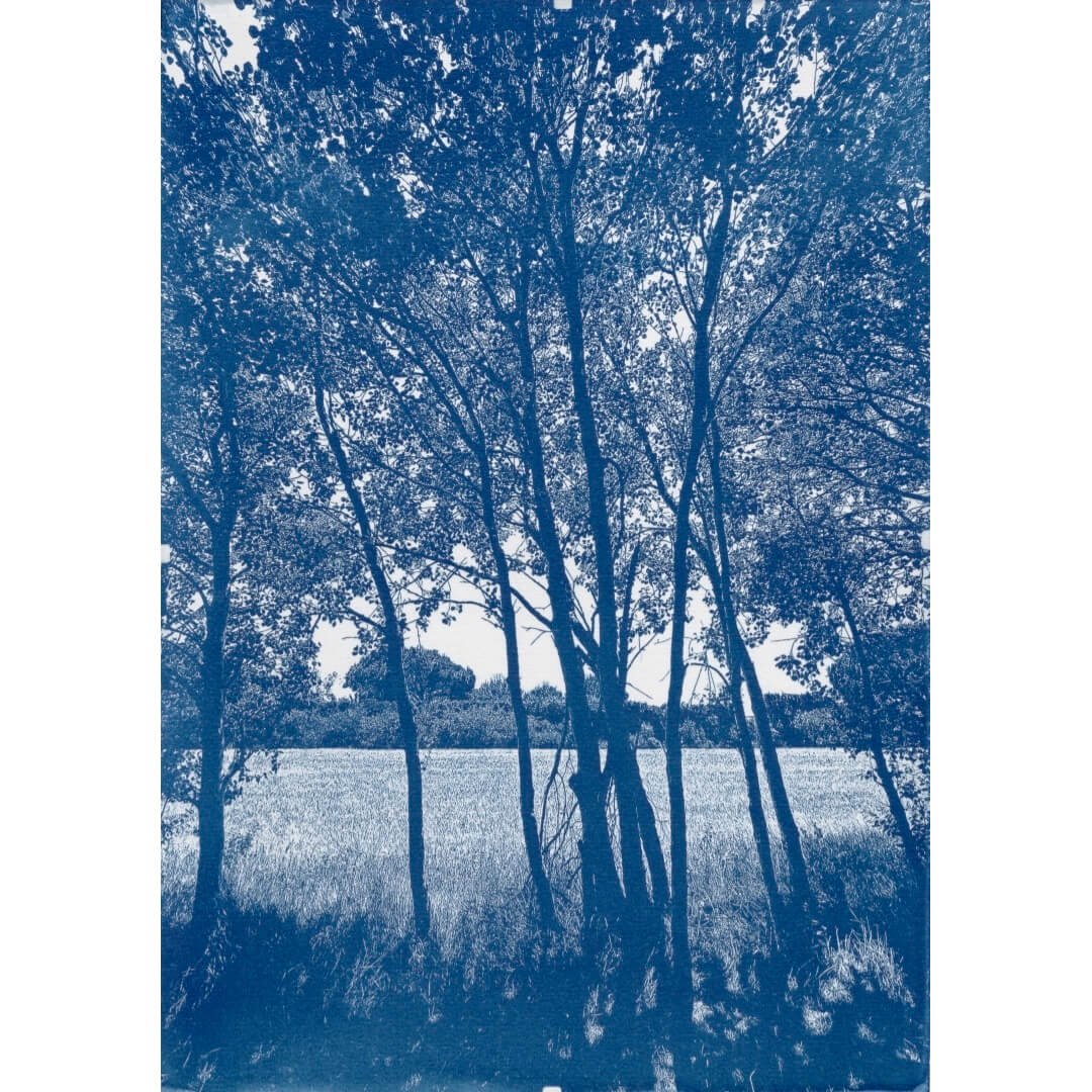 alternativephot's tweet photo. Talented artists from around the world share their unique interpretations of GLOBAL BLUEPRINT for 💙 World Cyanotype Day 2026 💙:

➥ Elizabeth Booth
➥ Brian Nieman
➥ John Padilla
➥ Montserrat Rodríguez aka nyx10110

See BLUEtiful cyanotypes:
👉 https://t.co/GzaETUjtwH https://t.co/uhKEgvXA0f