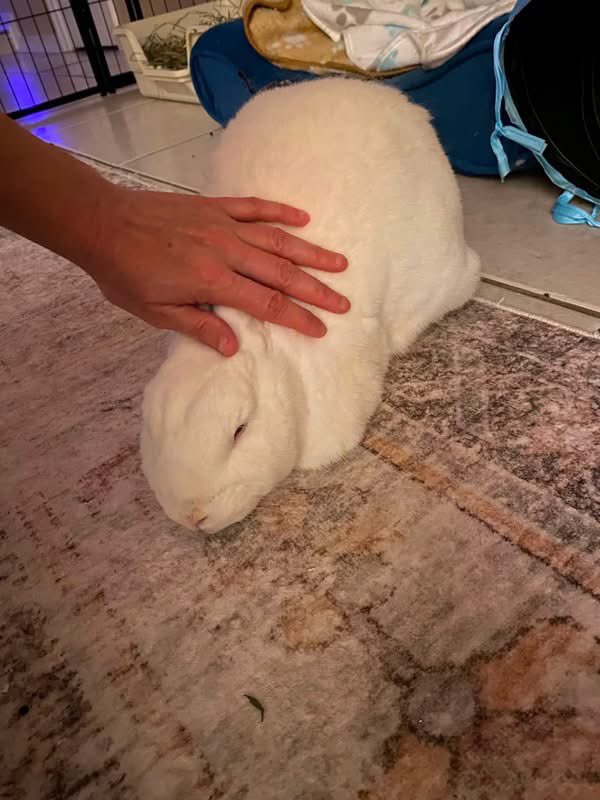 boutepriscilla's tweet photo. Snowy enjoying some pets! 🐇 https://t.co/LxOinYopJu