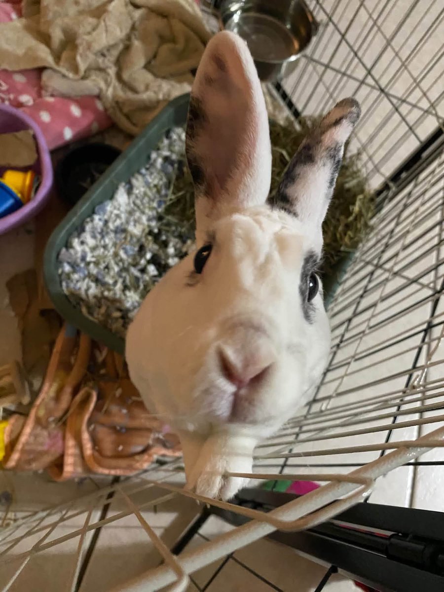 boutepriscilla's tweet photo. Snowy enjoying some pets! 🐇 https://t.co/LxOinYopJu