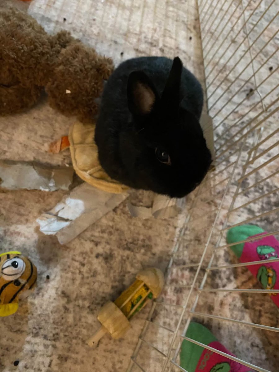 boutepriscilla's tweet photo. Snowy enjoying some pets! 🐇 https://t.co/LxOinYopJu