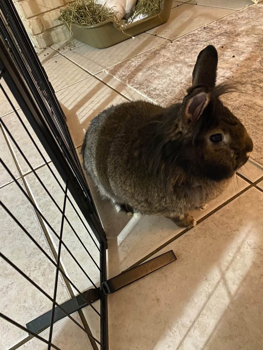 boutepriscilla's tweet photo. Snowy enjoying some pets! 🐇 https://t.co/LxOinYopJu