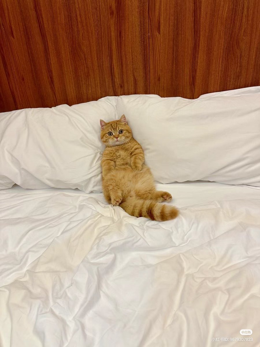 nocontextscats's tweet photo. Chilling https://t.co/x0FLPXLqvn