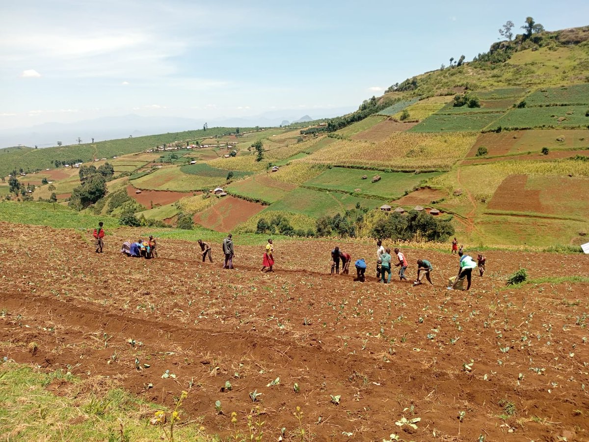 nemaug's tweet photo. #MtElgonProject: Supporting Sustainable Land Management 

The Mt. Elgon Project has supported farmers in Namisindwa and Kween with Napier grass plant propagation stems and practical training in sustainable land management as the second‑season rains return.

The training featured hands‑on demonstrations in planting, manure application, and banana management, equipping communities with skills to restore land productivity and strengthen resilience.

Napier grass help land establish vegetation that supports soil and water conservation while strengthening the resilience of the Mt. Elgon landscape.

The initiative is supported by @theGEF through @UNEP 
#MountElgon #NEMA #UNEP #SustainableLandManagement #ClimateResilience #SoilAndWaterConservation