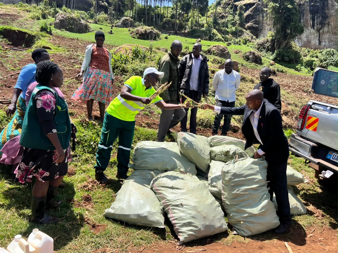 nemaug's tweet photo. #MtElgonProject: Supporting Sustainable Land Management 

The Mt. Elgon Project has supported farmers in Namisindwa and Kween with Napier grass plant propagation stems and practical training in sustainable land management as the second‑season rains return.

The training featured hands‑on demonstrations in planting, manure application, and banana management, equipping communities with skills to restore land productivity and strengthen resilience.

Napier grass help land establish vegetation that supports soil and water conservation while strengthening the resilience of the Mt. Elgon landscape.

The initiative is supported by @theGEF through @UNEP 
#MountElgon #NEMA #UNEP #SustainableLandManagement #ClimateResilience #SoilAndWaterConservation