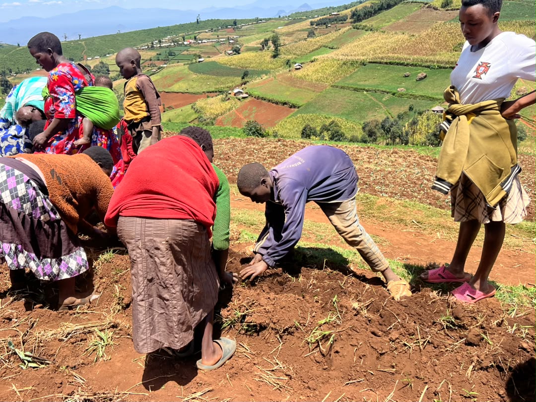 nemaug's tweet photo. #MtElgonProject: Supporting Sustainable Land Management 

The Mt. Elgon Project has supported farmers in Namisindwa and Kween with Napier grass plant propagation stems and practical training in sustainable land management as the second‑season rains return.

The training featured hands‑on demonstrations in planting, manure application, and banana management, equipping communities with skills to restore land productivity and strengthen resilience.

Napier grass help land establish vegetation that supports soil and water conservation while strengthening the resilience of the Mt. Elgon landscape.

The initiative is supported by @theGEF through @UNEP 
#MountElgon #NEMA #UNEP #SustainableLandManagement #ClimateResilience #SoilAndWaterConservation