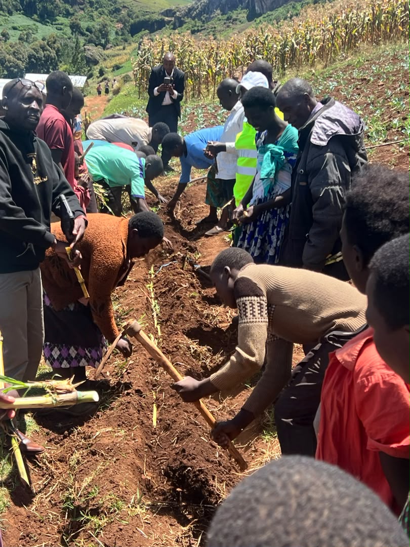 nemaug's tweet photo. #MtElgonProject: Supporting Sustainable Land Management 

The Mt. Elgon Project has supported farmers in Namisindwa and Kween with Napier grass plant propagation stems and practical training in sustainable land management as the second‑season rains return.

The training featured hands‑on demonstrations in planting, manure application, and banana management, equipping communities with skills to restore land productivity and strengthen resilience.

Napier grass help land establish vegetation that supports soil and water conservation while strengthening the resilience of the Mt. Elgon landscape.

The initiative is supported by @theGEF through @UNEP 
#MountElgon #NEMA #UNEP #SustainableLandManagement #ClimateResilience #SoilAndWaterConservation