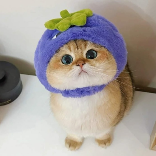 Nhimxinh2000's tweet photo. Chúng ta hôm nay rất vui. https://t.co/szAKughzLv