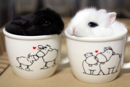 ashyaywoohoo's tweet photo. excuse me theres some bunnies in my mugs https://t.co/71LLd3aytz