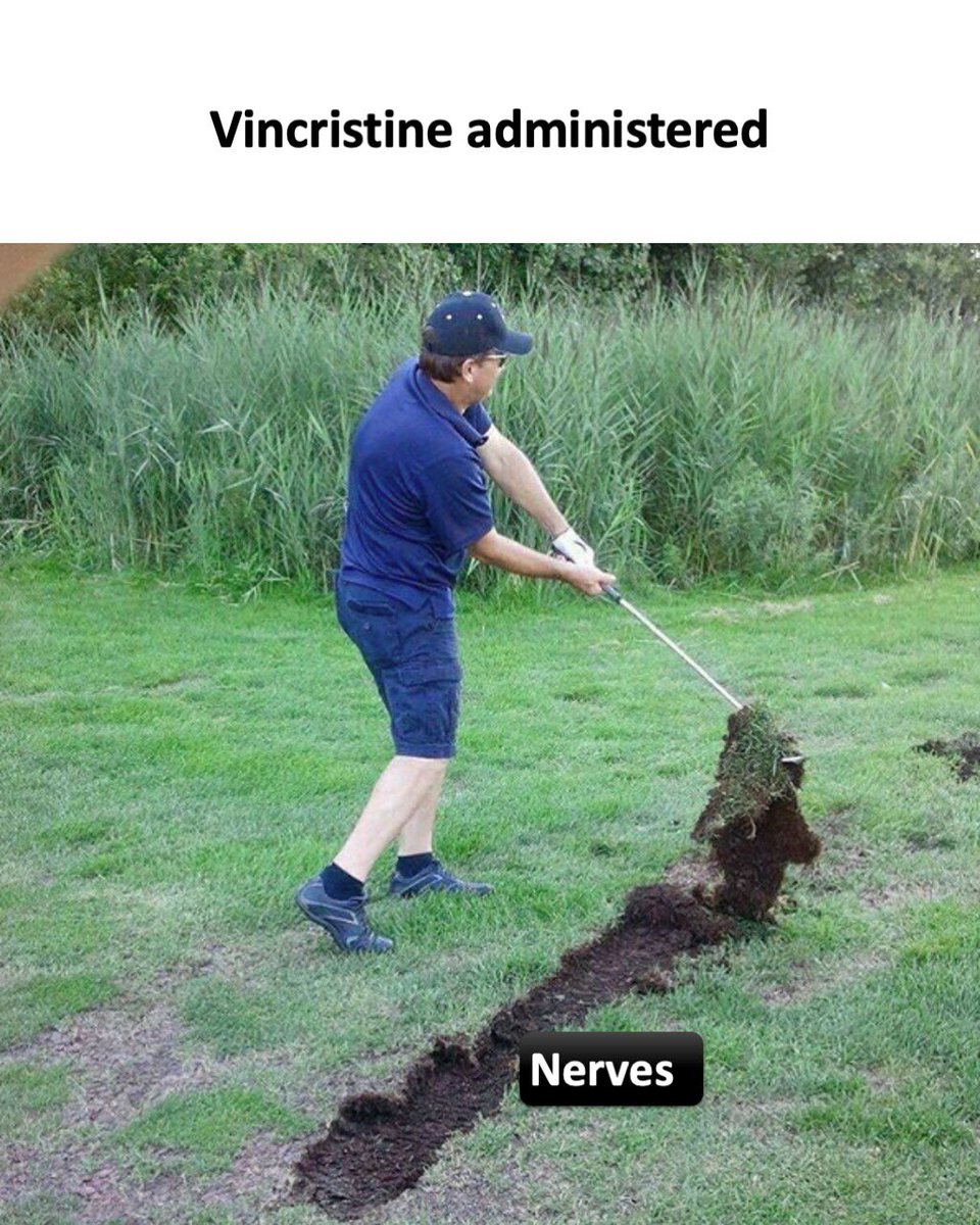 simplify_drugs's tweet photo. 📍 Vincristine - Neurotoxicity (nerves) - microtubule inhibition disrupts axonal transport in peripheral nerves - dose-limiting peripheral neuropathy (sensory + motor + autonomic - constipation, foot drop); bone marrow relatively spared - minimal myelosuppression; “vinCRISTine = CRIPPLES nerves”

📍 Vinblastine - Myelosuppression (bone marrow) - same microtubule mechanism but preferentially toxic to rapidly dividing bone marrow precursors - dose-limiting neutropenia + thrombocytopenia; peripheral neuropathy relatively mild; “vinBLASTine = BLASTs (bone marrow) affected”