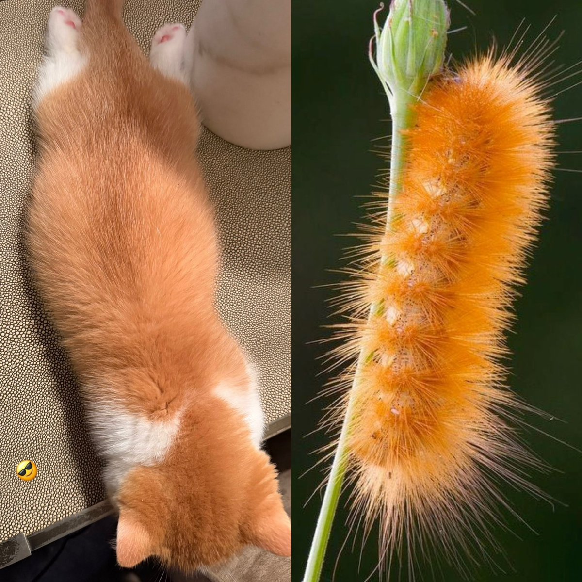 butterandtears's tweet photo. หนอนบุ้งของปะป๊าน้องต้า.. .🐛💭 https://t.co/JToGFFgPof
