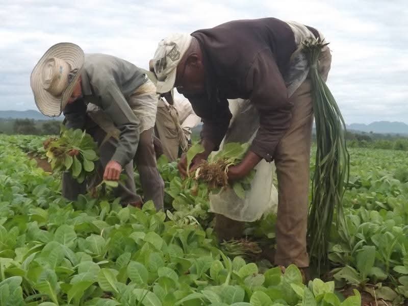 YamileRamosCord's tweet photo. En #PinardelRío tenemos el reto de regar más de 244 mil canteros de tabaco, para asegurar las siembras, rendimientos y calidad de uno de los más importantes rublos exportables del territorio. #UnidosXCuba https://t.co/cqAc0niDFn