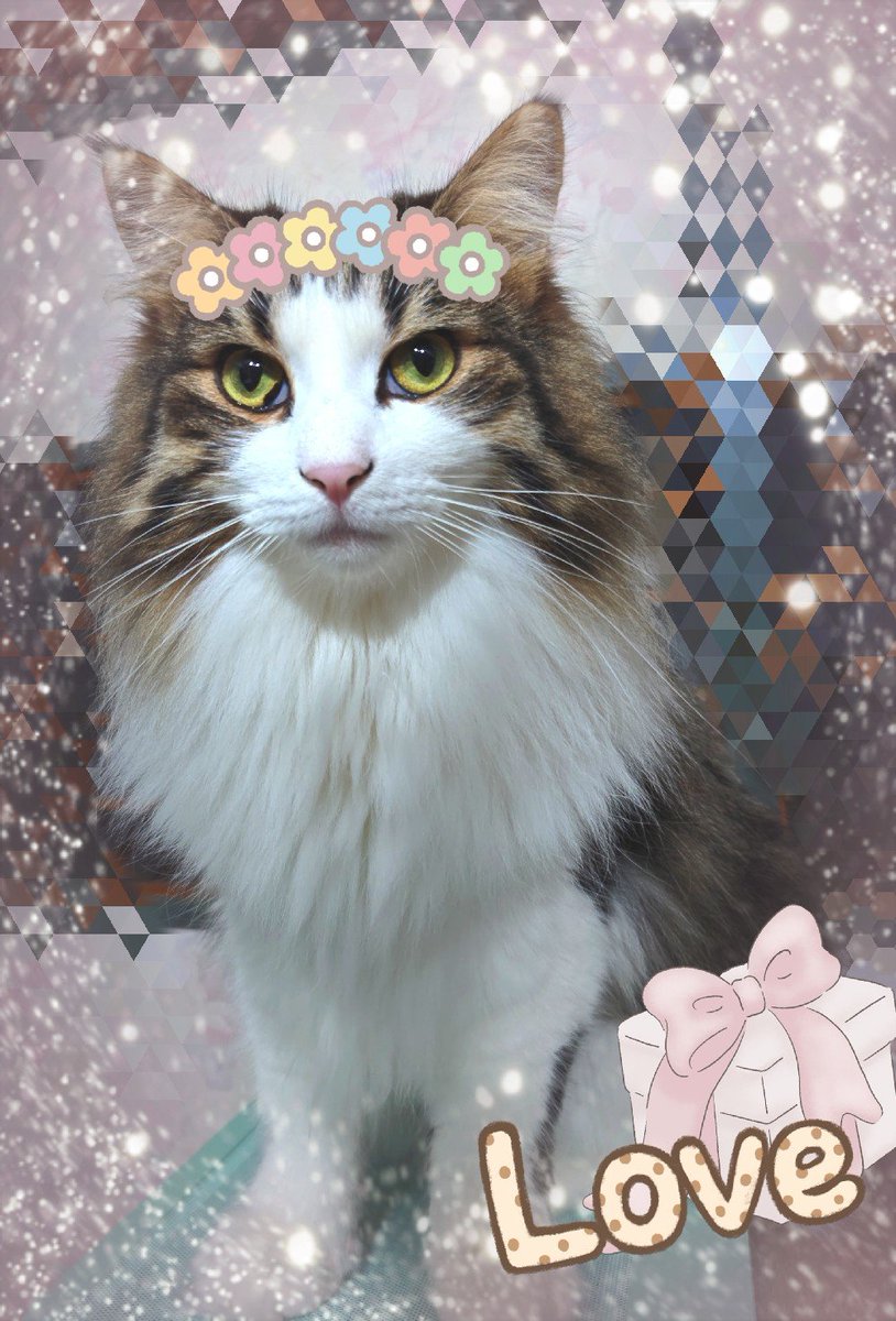 azmy3top's tweet photo. 2歳に！なったよ！！
我が家のおっさん黒猫にさつい向けられ(何故)、トリコモナス発症して一ヶ月以上隔離され血尿は出て立ちションが常習化する、相変わらず問題児のけれど顔が良い愛嬌たっぷり可愛い子ちゃん😇

毎年なにかしらやらかしてんなコイツ。 https://t.co/l4obsyRnHJ