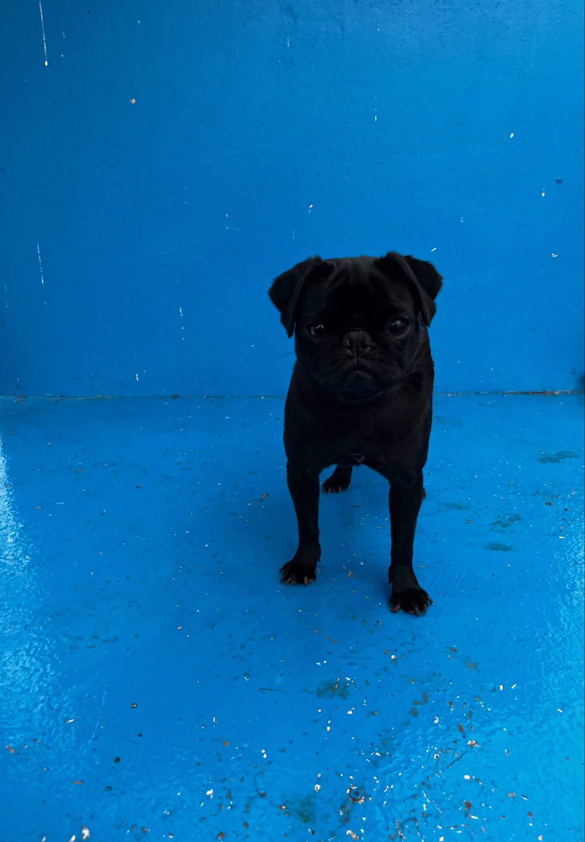 hepadyuva's tweet photo. MİNE
PUG
DİŞİ
BURSA

FORM LİNKİ: https://t.co/HrXPWn34fA
Yuva olmak için lütfen form doldurunuz. *3915*1292

Mine sakin, sevecen, insanına aşık bir prenses. Ona sevgiyle yaklaşacak, ömür boyu yanında olacak sıcak bir yuva arıyor. Birlikte güzel anılar biriktireceği ailesini bekliyor. Mine'ye bir şans vermek ister misiniz? 🏡

3 yaş 7,2 kg Chipli ve kısır
Mutlu olacağı yuvasını arıyor 🏡

*25 yaş altı doldurulan başvuru formları değerlendirmeye alınmayacaktır.Anlayışınız için teşekkür ederiz. 

*Bir köpeğe yuva olmak,ciddi bir eylemdir,hem maddi hem manevi ihtiyaçları vardır.Bu sorumluluğunun bilincinde olan ve olduğunu düşünen ailelerimiz bizlere ulaşabilir.

*İlandaki dostumuz Hepad himayesinde olup, başka hesaplardan yapılan gönderilere itibar etmeyiniz. Dostumuzun görsellerinin ve açıklamalarımızın başkaca hesaplarda kullanılmasına muvafakatimiz bulunmamaktadır. 

#HEPAD #hereve1pati #satınalmayuvaol #köpekyuvalandırma