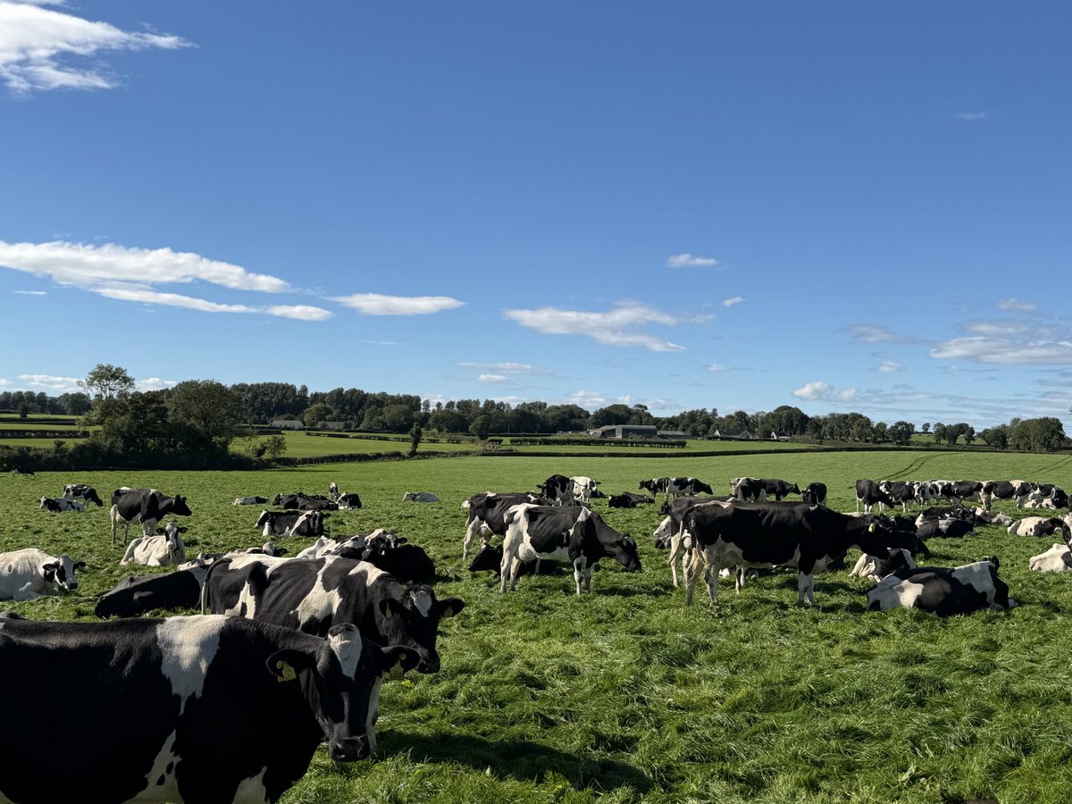 UlsterGrassland's tweet photo. 🌱Join the UGS at Workman Farms, Aghadowey, on 13 October at 11.00am
Matthew &amp; Helen focus on grass utilisation, milk solids, precision feeding, breeding &amp; animal welfare on their 240 cow dairy farm 🐄 
📍 Aghadowey
📍 Tuesday 13/10
📍 Booking ☎️ 07979703657 https://t.co/pNwlDEu6Ym