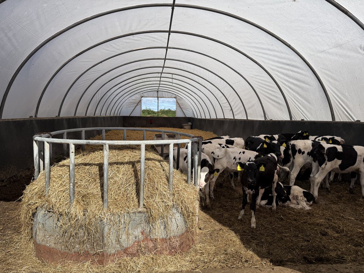 UlsterGrassland's tweet photo. 🌱Join the UGS at Workman Farms, Aghadowey, on 13 October at 11.00am
Matthew &amp; Helen focus on grass utilisation, milk solids, precision feeding, breeding &amp; animal welfare on their 240 cow dairy farm 🐄 
📍 Aghadowey
📍 Tuesday 13/10
📍 Booking ☎️ 07979703657 https://t.co/pNwlDEu6Ym