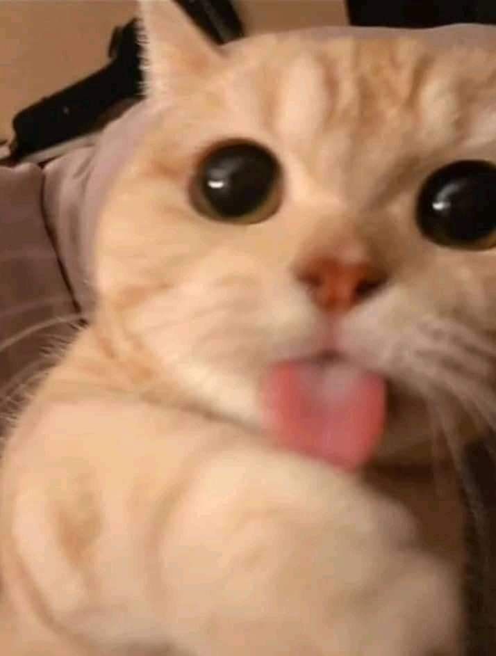 UyenGaug's tweet photo. Đang vui, đừng hỏi lý do. https://t.co/qFX5lDcpyX