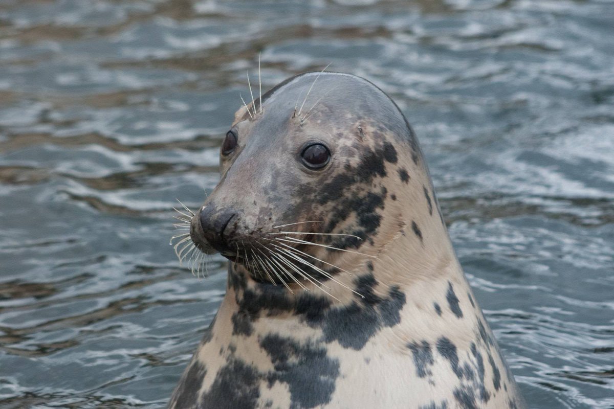 JACKSONTHEK2's tweet photo. Thomas AU Fact:

Every Summer, Grey Seals venture to Sodor and haul out on Tidmouth Beach. People flock to the Little Western to see them. https://t.co/TPODqVuSTm