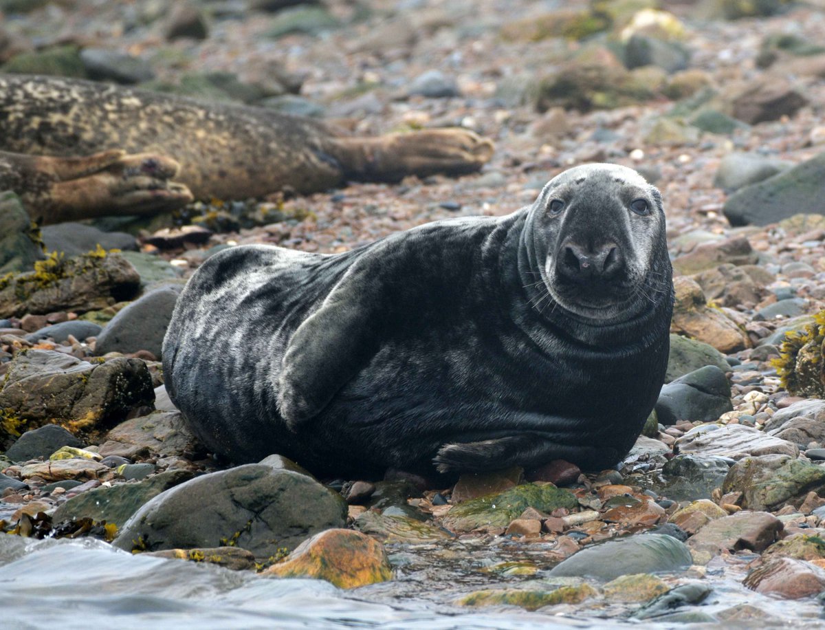 JACKSONTHEK2's tweet photo. Thomas AU Fact:

Every Summer, Grey Seals venture to Sodor and haul out on Tidmouth Beach. People flock to the Little Western to see them. https://t.co/TPODqVuSTm