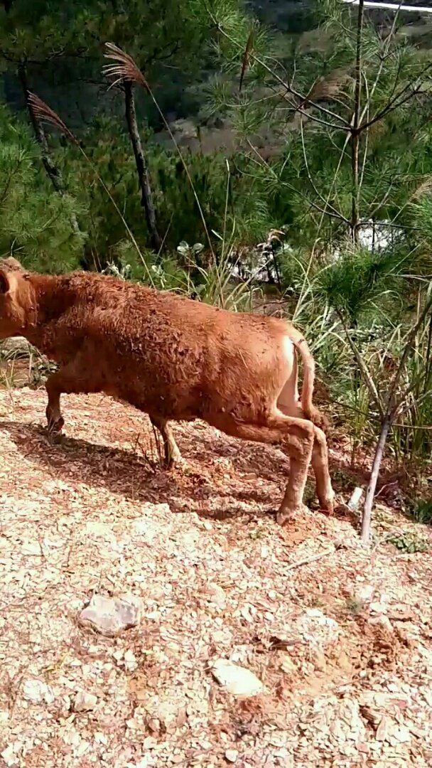 j3rr4543's tweet photo. I took a walk in the wild field this morning, and the old man gave a little calf a fluffy gift ~ https://t.co/gnsgtW8jUp