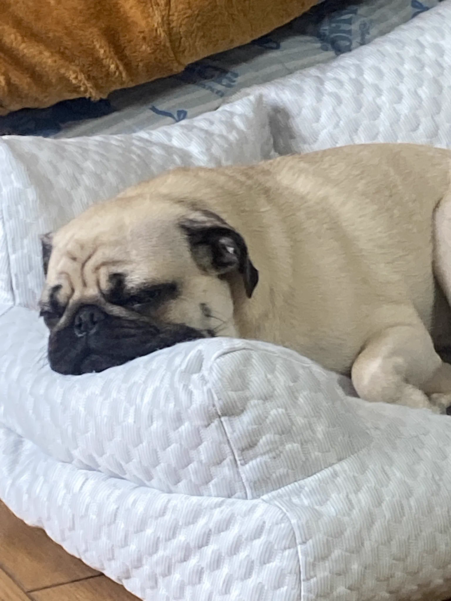 ㈲ポテンシャル в X: „あ〜もう今すぐパグ犬に成りたい…(定期)☺️“ / X