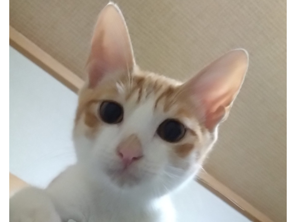 kinki_foster's tweet photo. 元気いっぱいの甘えん坊茶白仔猫
大阪府 ♂ 生後3ヶ月 の"康太"ちゃんです。
 #猫の里親募集 #大阪府 https://t.co/ep1foKfNZw