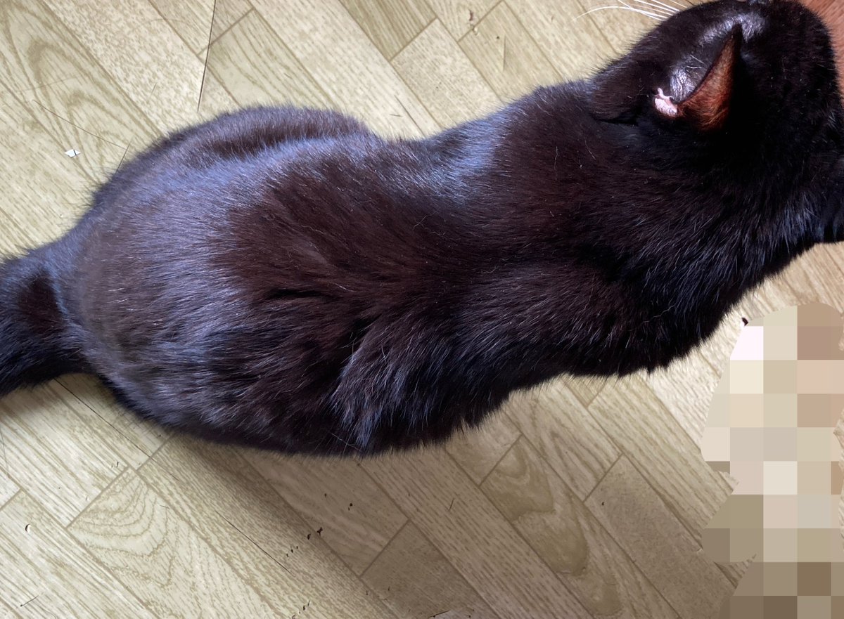 nanatokml's tweet photo. マナさん痩せたなぁ😢抱っこしたら「軽っ！」ってなった。上から見た時の肩甲骨の分かりやすさが凄い。

今飲んでる薬がなくなったらまた病院へ行くからその時に相談できたら良いな。 https://t.co/2lbxo2nRuS