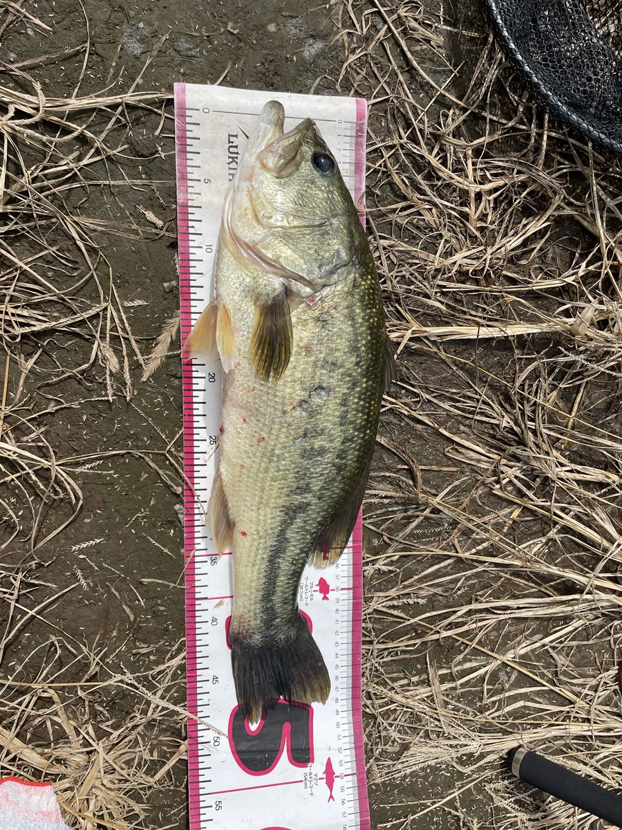 battler_t's tweet photo. 同じ魚を釣ってしまった https://t.co/LFCwJAGMah