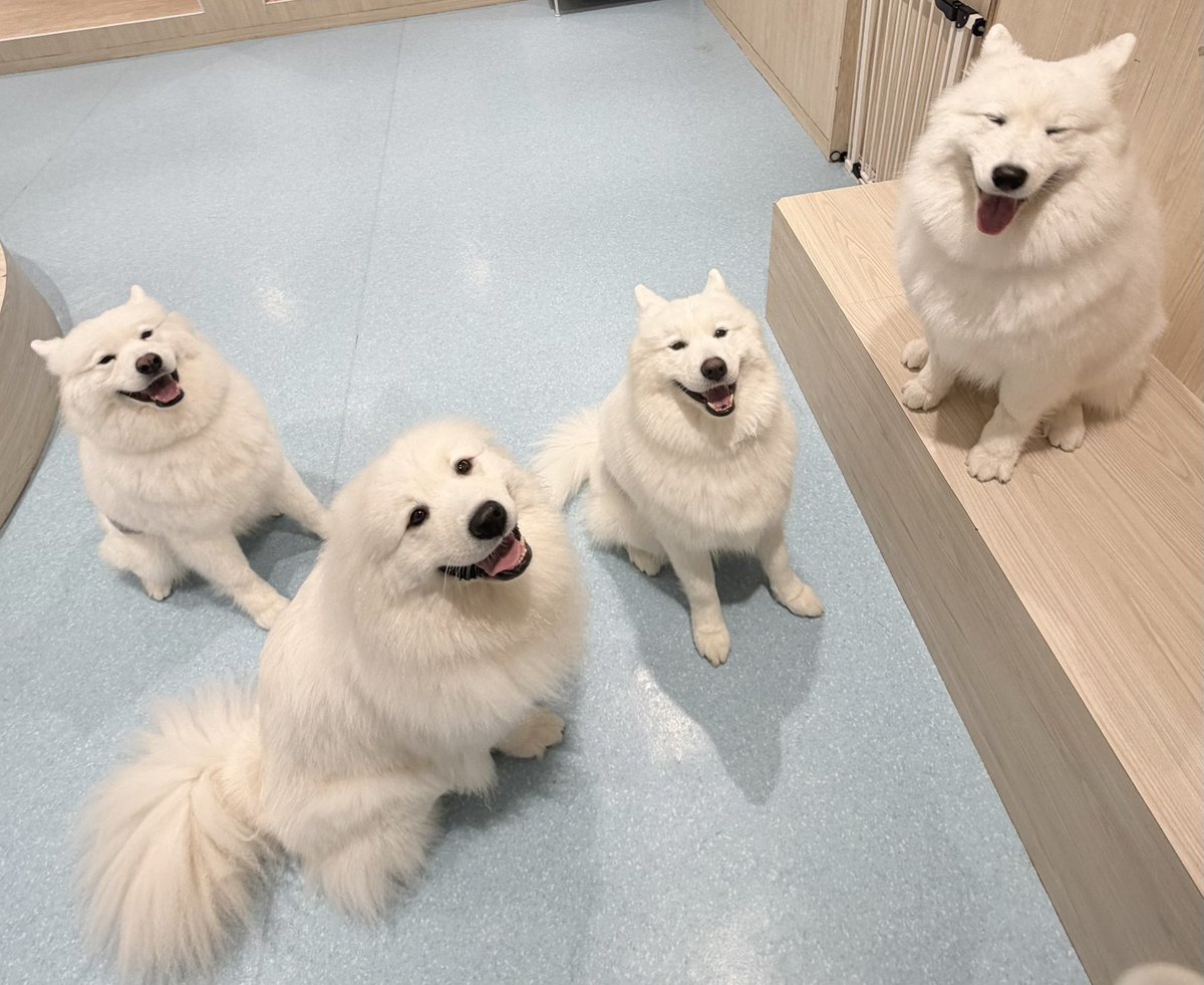 samoyed_cafe's tweet photo. 右のサモエド笑いすぎ😹 https://t.co/gmOgQUjyQw