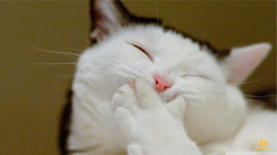 TuMiuMiuF's tweet photo. Không ồn ào, vẫn hạnh phúc. https://t.co/IxA7EnJL9z