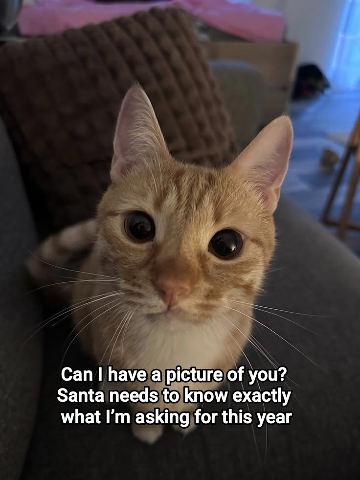 Meowversetwt's tweet photo. https://t.co/5eITTrlZ3p