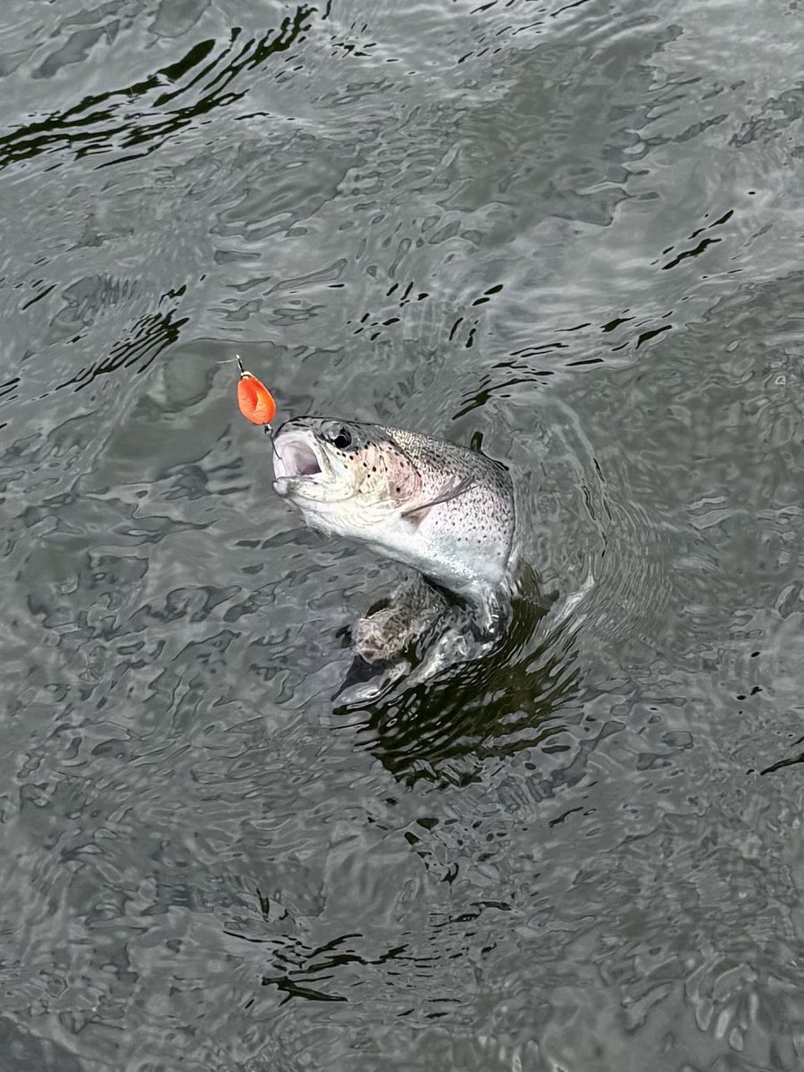 fishing_os's tweet photo. 半ドンして王禅寺へ
日中は、フォルテ1.8
暗くなってからは、デイジー1.3
でよく釣れました！

後は、
ワウのゴルペレが爆発的に釣れました🎣 https://t.co/XNi0Oaf4Wg