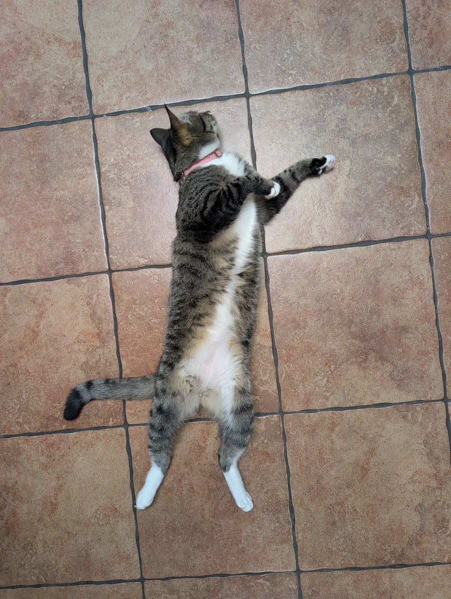 kartofeli's tweet photo. おはようございます🐱 https://t.co/vgK2efiFxr